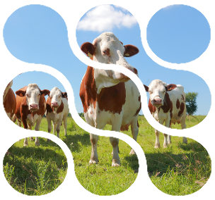 boerderijdieren